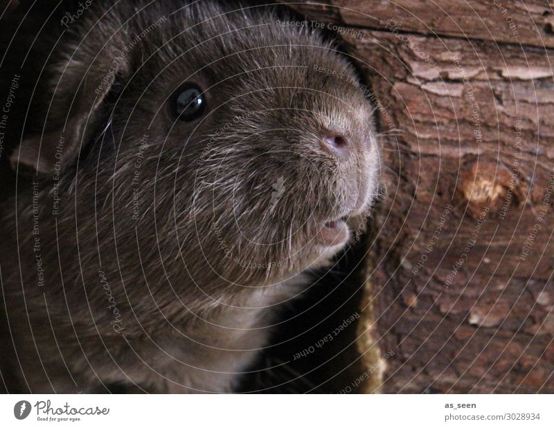 Frollein Pepper schaut, was der Tag so bringt Tier Tiergesicht Fell Zoo Streichelzoo Meerschweinchen Schnauze Auge 1 Blick authentisch frech lustig niedlich