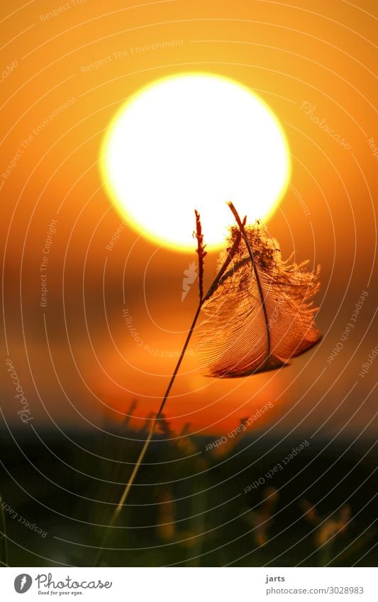 beginning Sonnenaufgang Sonnenuntergang Sommer Schönes Wetter Gras Seeufer natürlich orange Gelassenheit geduldig ruhig Hoffnung Natur Feder Farbfoto mehrfarbig