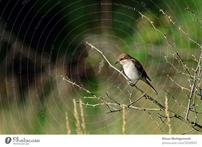 Neuntöter ( in ) Umwelt Natur Tier Sommer Pflanze Rose Park Feld Wald Vogel Rotrückenwürger Dornendreher 1 beobachten sitzen braun grau grün weiß Zweig