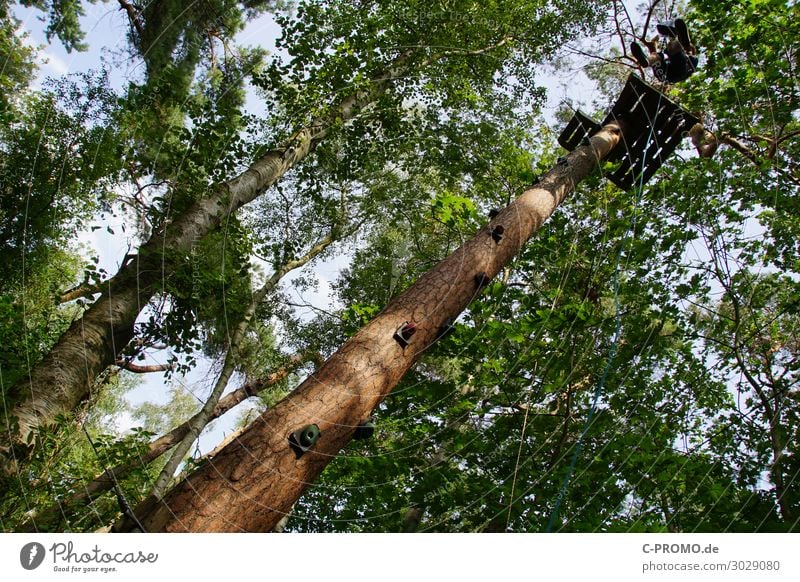 Abseilen im Kletterwald Mensch maskulin Junger Mann Jugendliche Körper 1 13-18 Jahre 18-30 Jahre Erwachsene Himmel Baum Wald Holz Sport Tapferkeit Mut abseilen