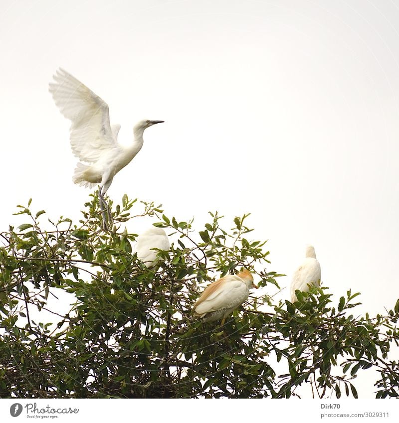 Startender Seidenreiher: Launch Sequence I Umwelt Natur Tier Sommer Baum Baumkrone Park Wald Spanien Kantabrien Wildtier Vogel Flügel 4 Tiergruppe fliegen