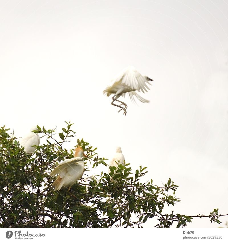 Startender Seidenreiher:Launch Sequence V Umwelt Tier Sommer Baum Baumkrone Park Wald Santillana del Mar Spanien Kantabrien Wildtier Vogel Reiher Brutkolonie