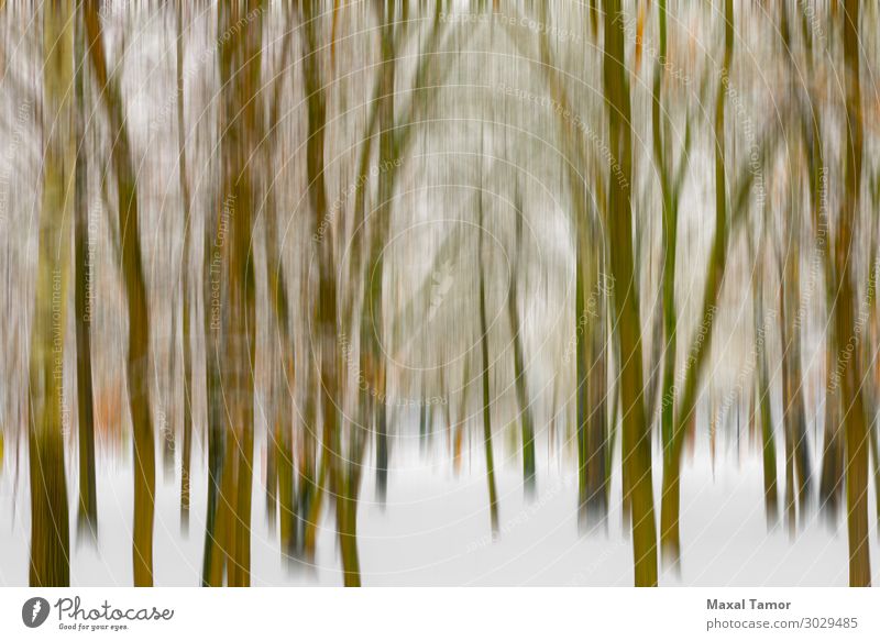 Wald unter dem Schnee im Winter Umwelt Natur Landschaft Pflanze Himmel Klima Wetter Schneefall Baum Park frieren Coolness hell natürlich grün weiß Hintergrund