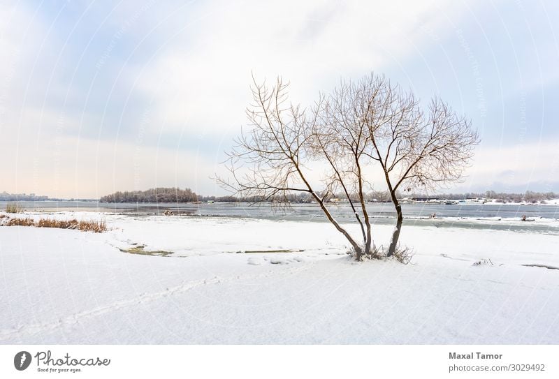 Eine Weide am Fluss Dnieper in Kiew, im Winter. Ferien & Urlaub & Reisen Schnee Umwelt Natur Landschaft Himmel Wolken Wetter Baum Wald See Coolness hell