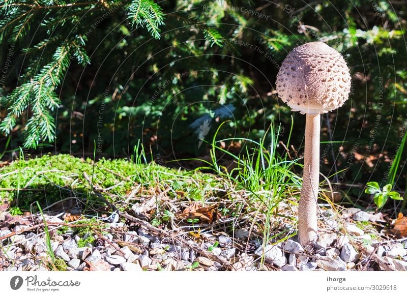 Eine Gruppe von Pilzen im Wald Wachstum niemand Herbst Hintergrund schön Schönheit braun schließen Nahaufnahme Kolonie Farbe Detailaufnahme frisch Frische