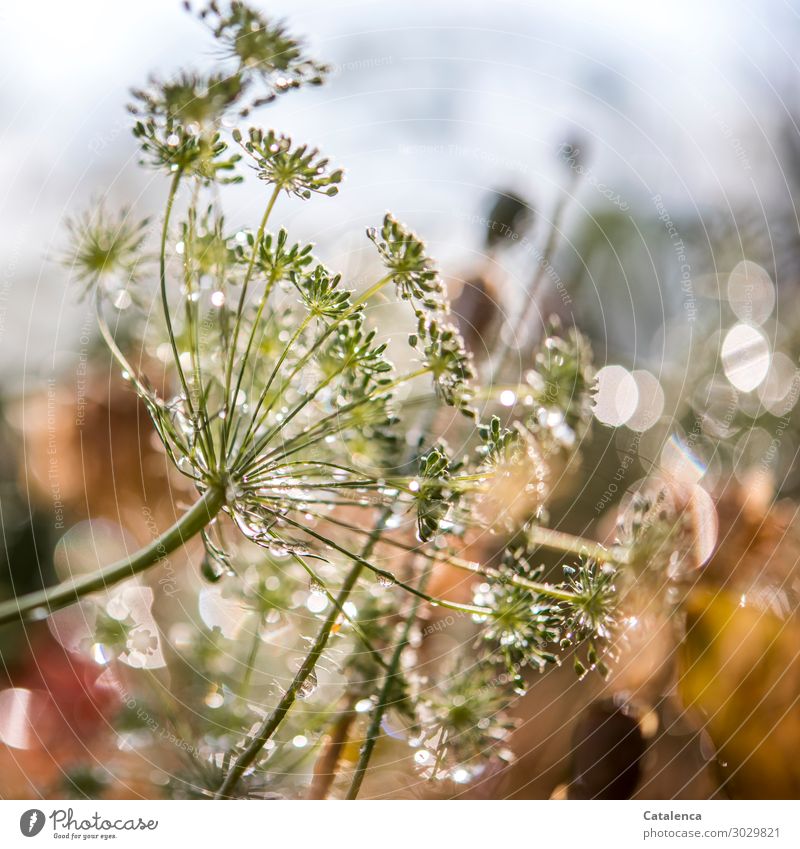 Wassertropfen auf den Drillblüten  funkeln im Sonnenlicht Natur Pflanze Himmel Sommer Regen Blüte Dill Dillblüten Mohnkapsel Garten Blühend schön nass gelb grau