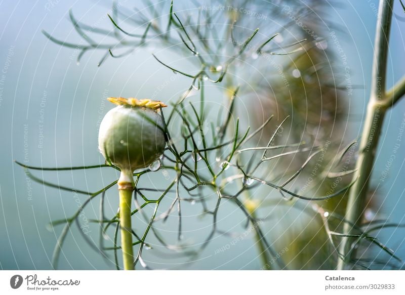 Heute regnet es, Kapsel des Mohns und Dillblätter Natur Pflanze Wassertropfen Sommer schlechtes Wetter Regen Blatt Nutzpflanze Wildpflanze Mohnkapsel Garten