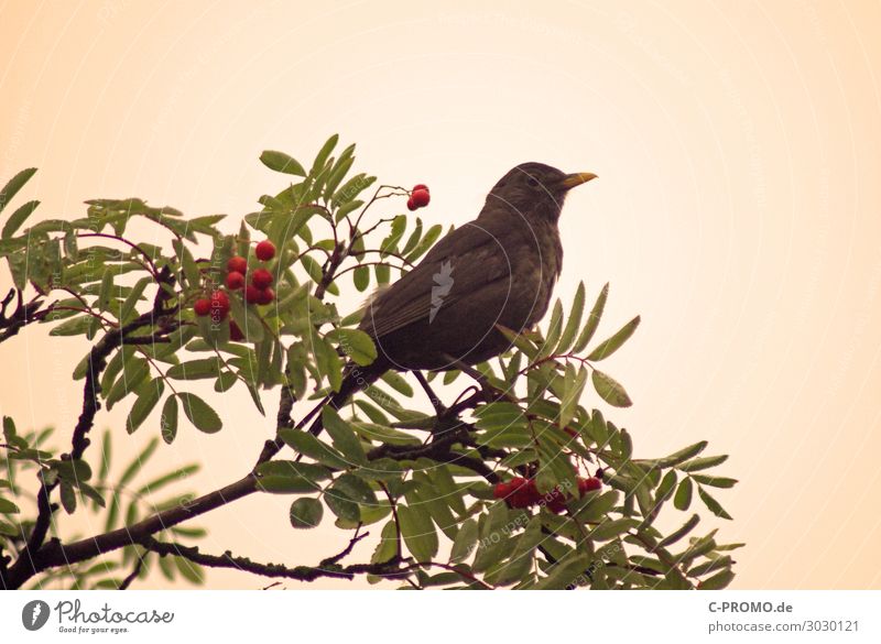 Amselrevier Baum Tier Wildtier Vogel 1 beobachten retro Beeren Farbfoto Außenaufnahme Textfreiraum rechts Morgendämmerung Unschärfe Tierporträt