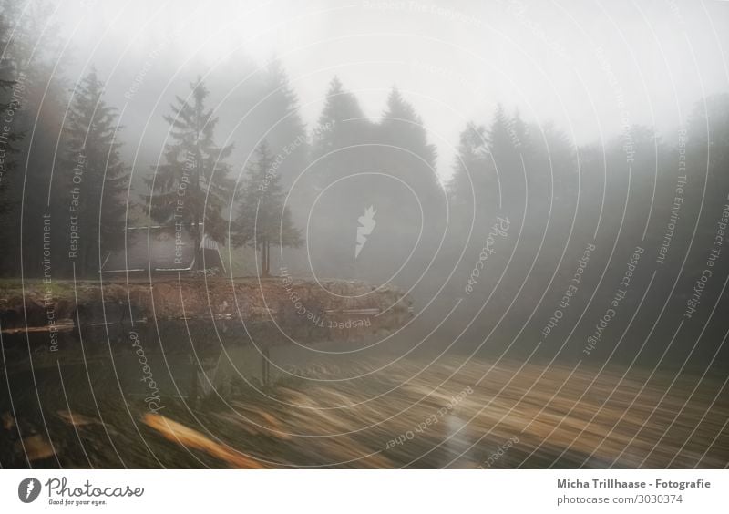 Nebel über dem Bergsee Natur Landschaft Wasser Himmel Sonnenlicht Baum Wald See Erholung träumen braun gelb grün schwarz weiß ruhig Tourismus Umwelt Gebirgssee