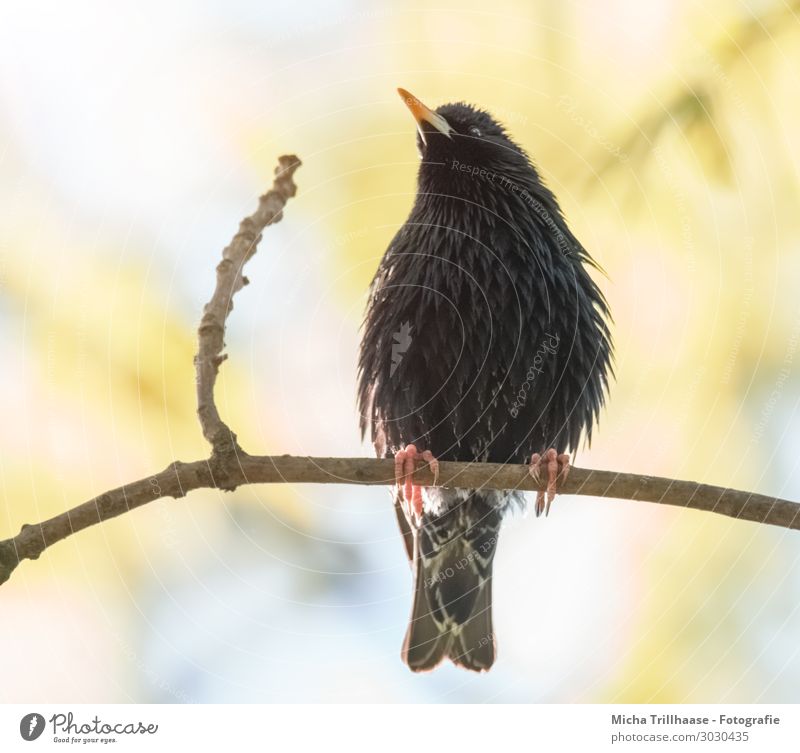 Aufgeplusterter Star Natur Tier Himmel Sonne Sonnenlicht Schönes Wetter Baum Zweige u. Äste Wildtier Vogel Tiergesicht Flügel Krallen Kopf Schnabel Auge Feder