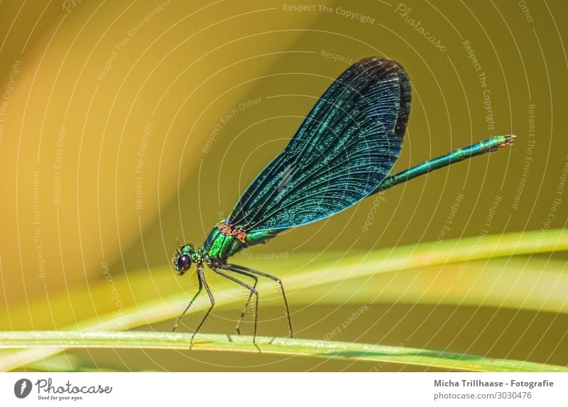 Blauflügel - Prachtlibelle auf einem Grashalm Natur Tier Sonnenlicht Schönes Wetter Pflanze Halm Wildtier Tiergesicht Flügel Libelle Blauflügel-Prachtlibelle