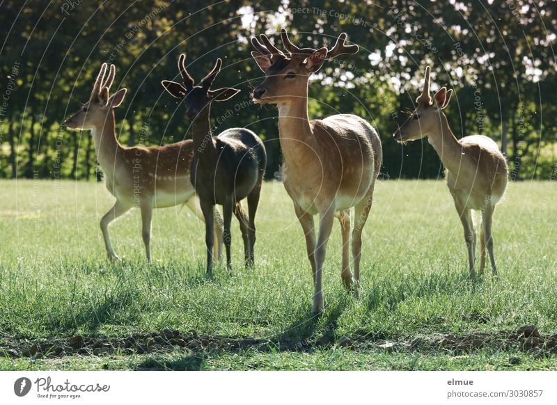 Damwild Umwelt Natur Sommer Wiese Wildtier Dama dama Horn Bock Pinsel Ohr Fell 4 Tier Tiergruppe beobachten stehen ästhetisch sportlich Neugier Vertrauen