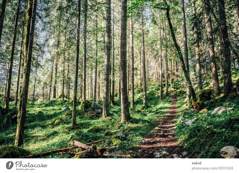 Waldpfad Natur Landschaft Pflanze Frühling Sommer Schönes Wetter Baum Gras Sträucher Moos Hügel Wege & Pfade Ferne Unendlichkeit Idylle Ziel Nadelwald urwüchsig