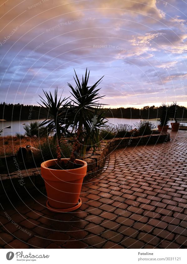 Neulich am See Umwelt Natur Landschaft Pflanze Urelemente Erde Wasser Sommer Grünpflanze exotisch Küste Seeufer nah nass natürlich braun violett Palme