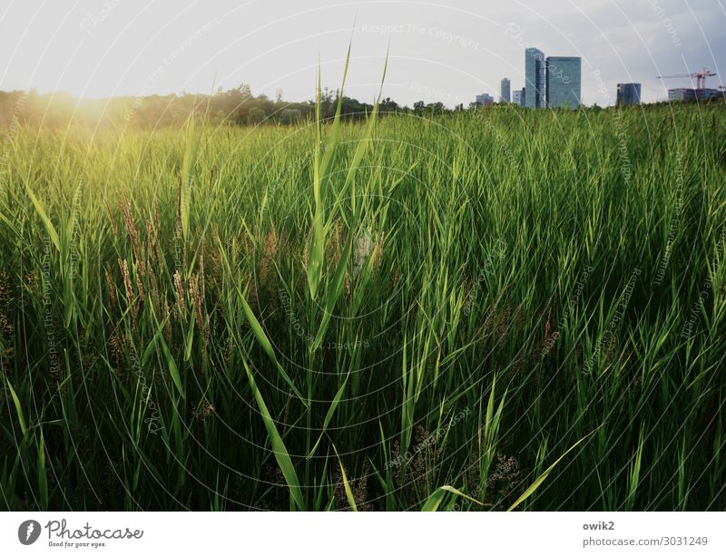 Wienerberg Umwelt Natur Landschaft Pflanze Himmel Wolken Horizont Sonne Sommer Schönes Wetter Gras Sträucher Schilfrohr bewachsen Park Erholungsgebiet