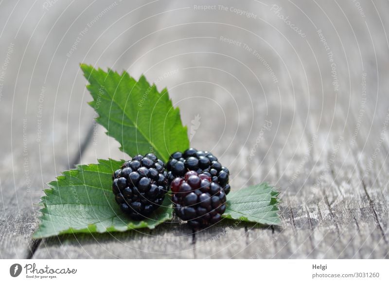 drei reife Brombeeren mit Blättern liegen auf einem alten Holztisch Lebensmittel Frucht Blatt ästhetisch Gesundheit klein lecker natürlich saftig grau grün