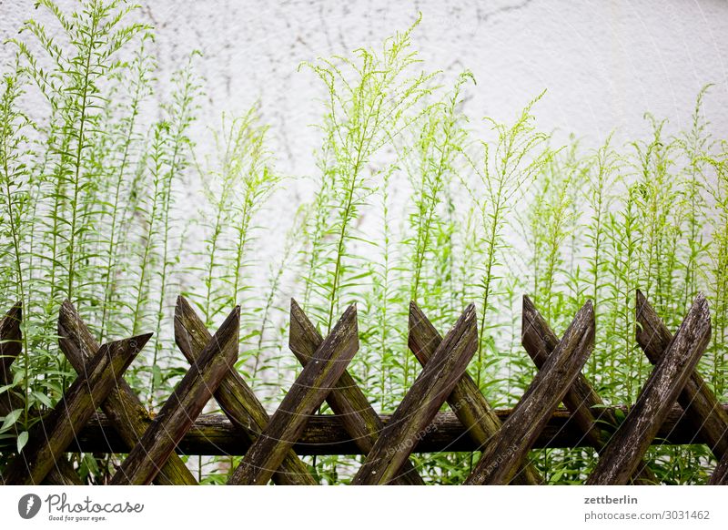 Jägerzaun Zaun Holzzaun jägerzaun Nachbar Grundstück Garten Gartenzaun Grenze Barriere Schrebergarten Menschenleer Textfreiraum Pflanze Blüte goldlack