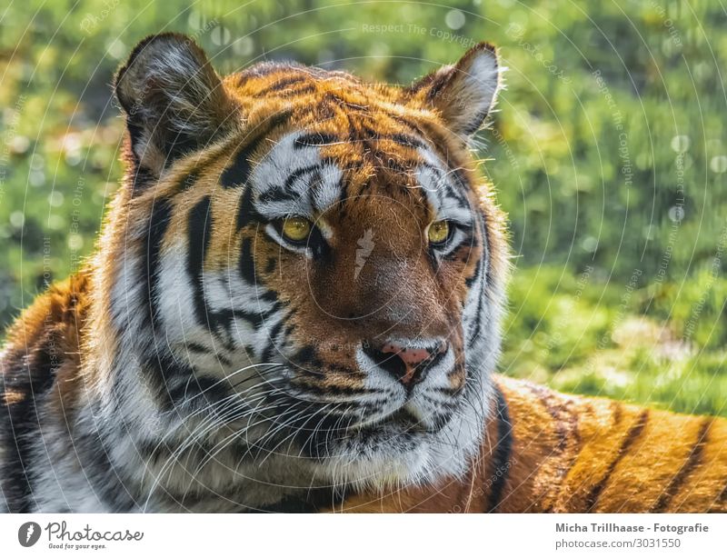 Amurtiger Porträt Natur Tier Sonnenlicht Schönes Wetter Gras Wildtier Tiergesicht Fell Sibirischer Tiger Auge Ohr Nase Maul 1 beobachten glänzend leuchten Blick