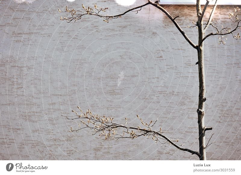 Zartes Grün Pflanze Baum Blatt Stadt Haus Gebäude Mauer Wand Glück Gedeckte Farben Außenaufnahme Nahaufnahme Detailaufnahme Menschenleer Textfreiraum links