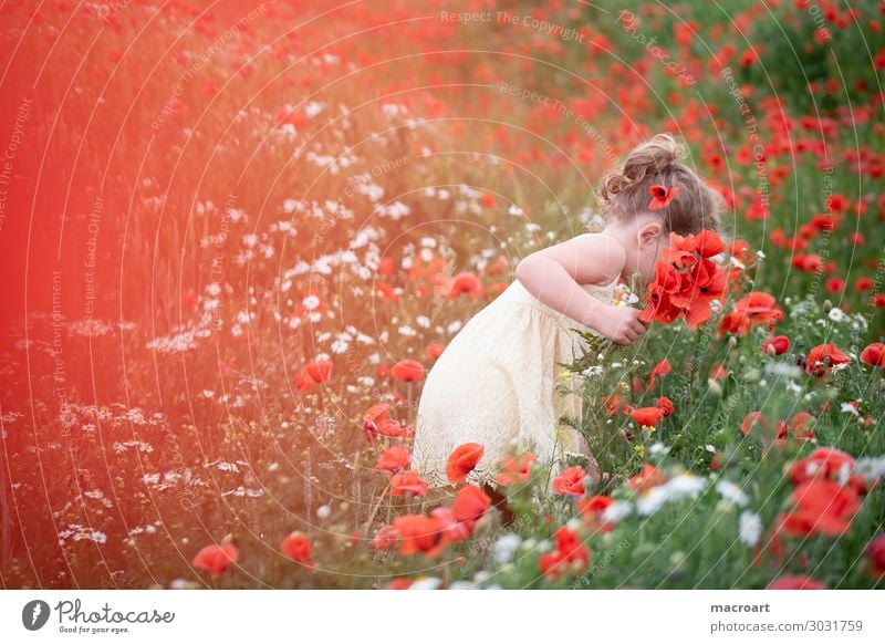 Mohnblüte Mohnfeld Kind Mädchen Sommer Frühling weiß Kleid Frau feminin stehen Natur natürlich Geruch Blume Klatschmohn Duft