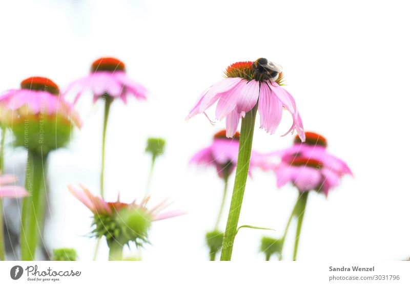 Sonnenhut Umwelt Natur Landschaft Tier Sommer Pflanze Blume Duft verblüht dehydrieren Wachstum mehrfarbig rosa schön Hummel Farbfoto Hintergrund neutral Tag