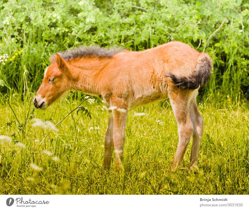 Niedliches kleines Fohlen schnuppert an einer Blume Wellness Leben Zufriedenheit Sinnesorgane Reiten Ausflug Sommer Natur Tier Schönes Wetter Wiese Haustier