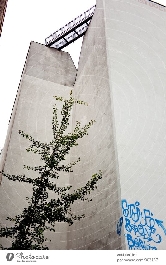 Einzelbaum im Hinterhof Berlin Großstadt Haus Kreuzberg Stadt Wohngebiet Wohnhaus Baum Laubbaum Pflanze Wand Mauer Brandmauer Ecke Nische Menschenleer