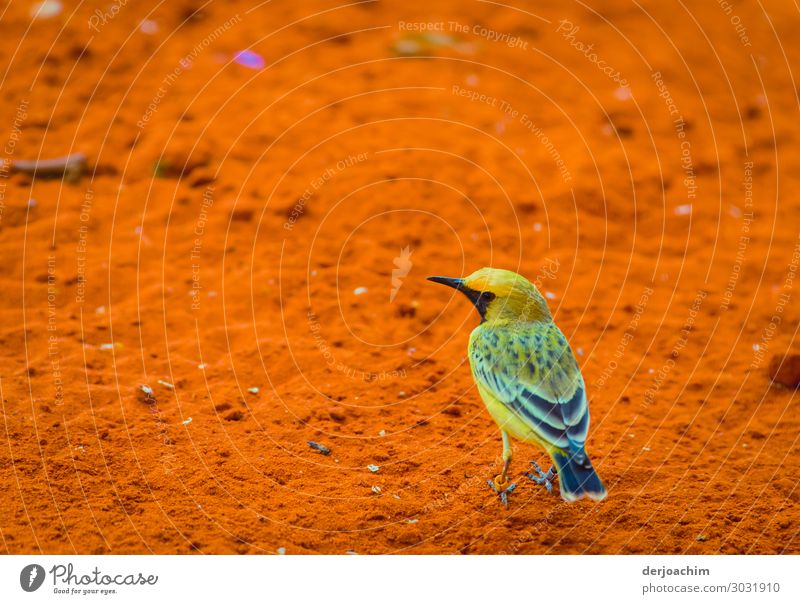 Ein wunderschöner  Vogel auf roter Erde in Queensland. Ausflug Sommer Natur Landschaft Sand Schönes Wetter Wüste Australien Menschenleer Tier 1 beobachten