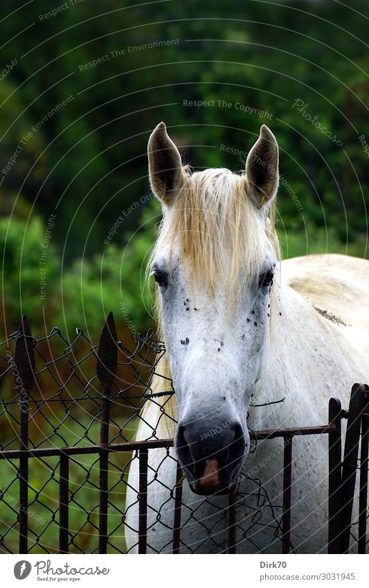 Blick über den Zaun Freizeit & Hobby Reiten Reitsport Sommer Baum Gras Wiese Weide Santillana del Mar Spanien Kantabrien Pferch Maschendraht Tier Haustier