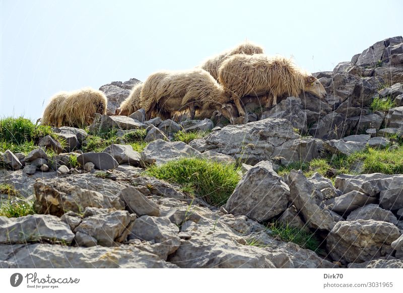 Schutz vor der sengenden Sonne Umwelt Natur Landschaft Sonnenlicht Sommer Schönes Wetter Wärme Gras Felsen Berge u. Gebirge Picos de Europa Gipfel Fuente Dé