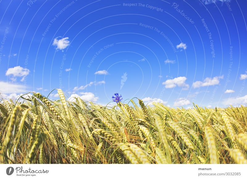 Einzelkämpfer Lebensmittel Ernährung Bioprodukte Natur Himmel Sommer Schönes Wetter Blume Nutzpflanze Kornfeld Kornblume Getreidefeld Feld Blühend Wachstum