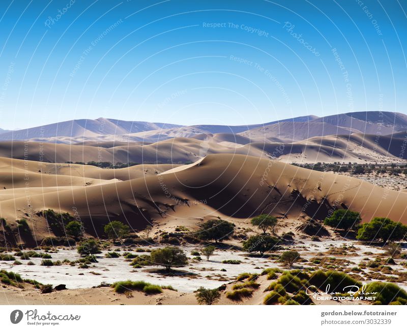 menschenleer Meditation Ferien & Urlaub & Reisen Ausflug Abenteuer Natur Landschaft Sand Himmel Wolkenloser Himmel Baum Sträucher Wüste entdecken Erholung