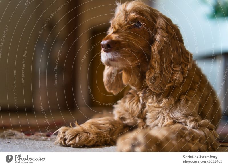 Hundeblick Häusliches Leben Tier Haustier Cocker Spaniel Fellnase 1 Stimmung Geborgenheit Sympathie Tierliebe friedlich ruhig Erholung Erwartung gold