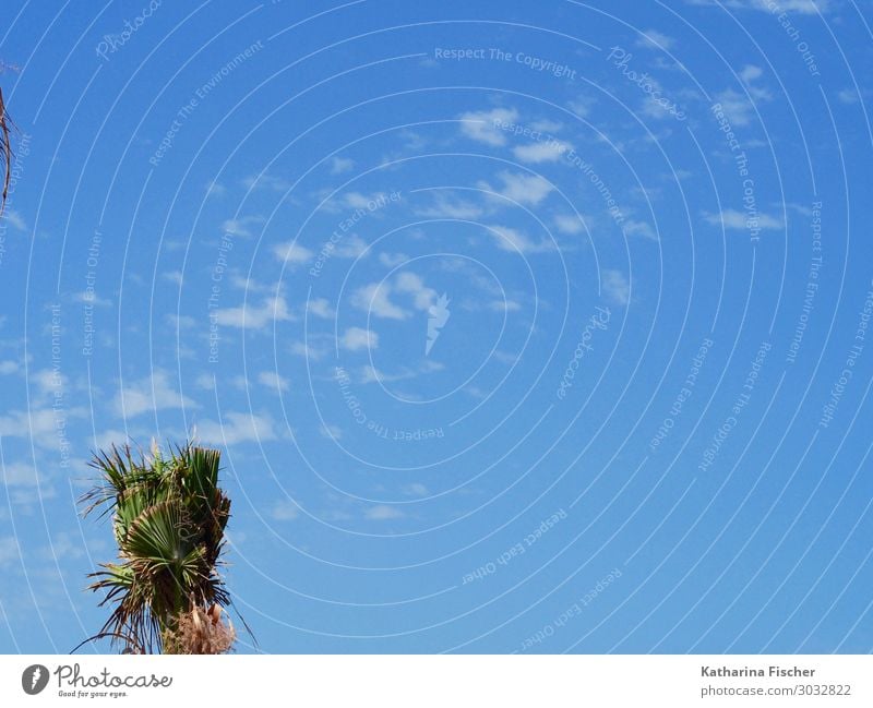 Palmenkrone und Himmel Umwelt Natur Frühling Sommer Pflanze hell ruhig Blauer Himmel himmelblau Sommerurlaub sommerlich Palmenwedel Palmendach Farbfoto