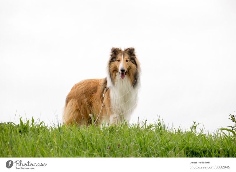 Merlin Frühling Haustier Hund 1 Tier Freundlichkeit frisch Wachsamkeit Neugier Interesse Farbfoto Außenaufnahme Textfreiraum rechts Textfreiraum oben