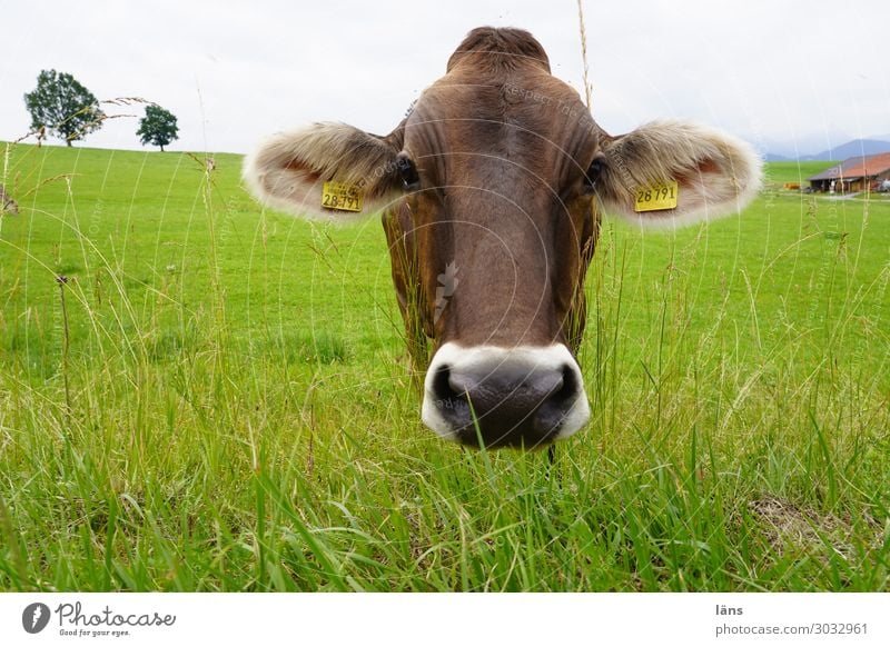 Kopf hinhalten Landwirtschaft Forstwirtschaft Himmel Wolken Gras Wiese Tier Kuh 1 Blick stehen Neugier Gelassenheit Rind Weide Allgäu Farbfoto Außenaufnahme