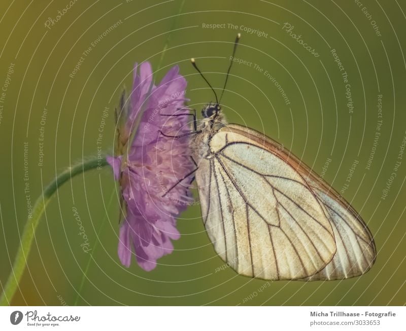 Schmetterling auf einer lila Blüte Natur Pflanze Tier Sonnenlicht Schönes Wetter Blume Wildtier Tiergesicht Flügel Baumweißling Fühler Auge Beine 1 Fressen