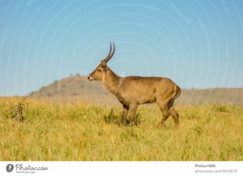 Kobus defassa - Tsavo, Kenia. Safari Frau Erwachsene Mann Natur Reinigen braun Afrika Antilopen Defassa defassa tsavo Ellipsiprymnus kobus Säugetier Mara Masai