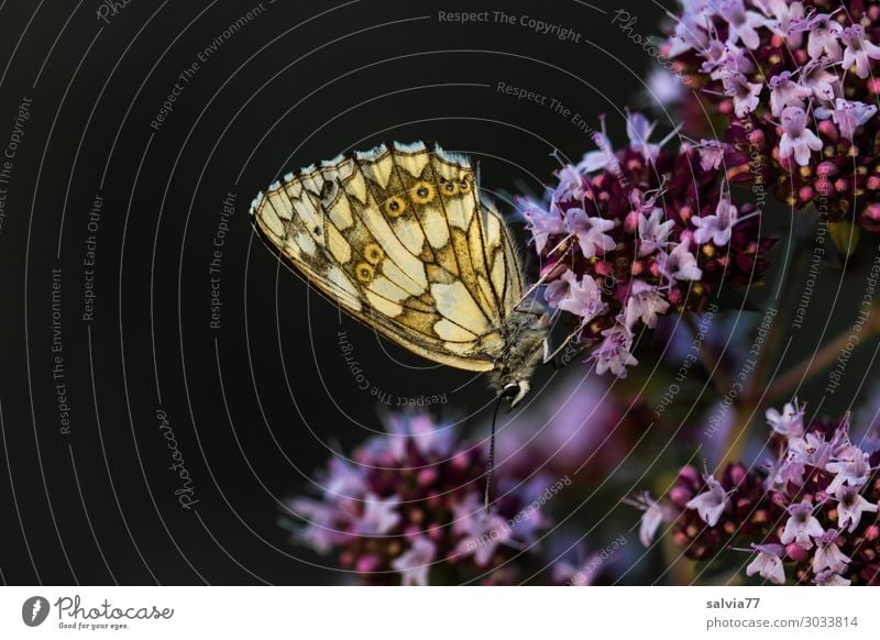 Nachtquartier auf der Lieblingsblume Natur Schmetterling Blüte Oregano Dost Ruhestand Pause machen Falter Schachbrett Blume Pflanze Außenaufnahme Tierporträt