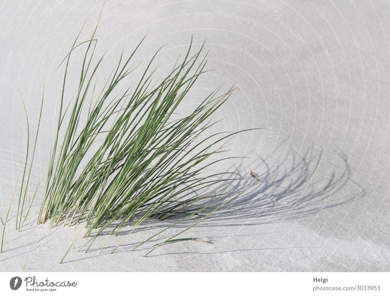 Dünengras im Sonnenlicht mit Schattenwurf im weißen Sand Umwelt Natur Pflanze Sommer Schönes Wetter Gras Grünpflanze Wildpflanze Insel Helgoland Bewegung stehen