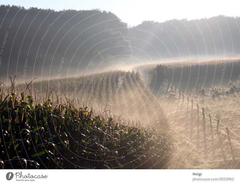 Landschaft mit Morgennebel und diffusem Sonnenlicht, Maisfeld, Wiese, Zaun und Wald Umwelt Natur Pflanze Sommer Nebel Baum Gras Nutzpflanze Feld Zaunpfahl