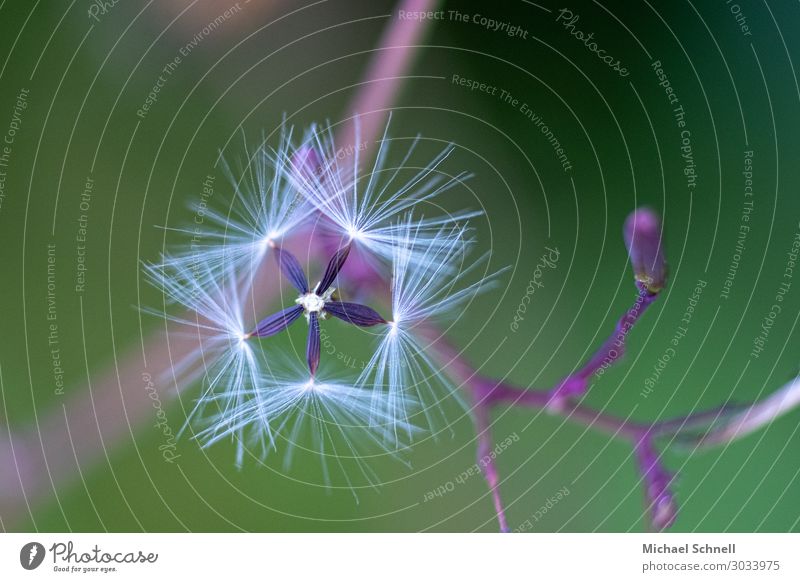 Samensternchen Umwelt Natur Pflanze achäne Fröhlichkeit frisch glänzend natürlich weich zart leicht Leichtigkeit Stern (Symbol) Farbfoto mehrfarbig Nahaufnahme