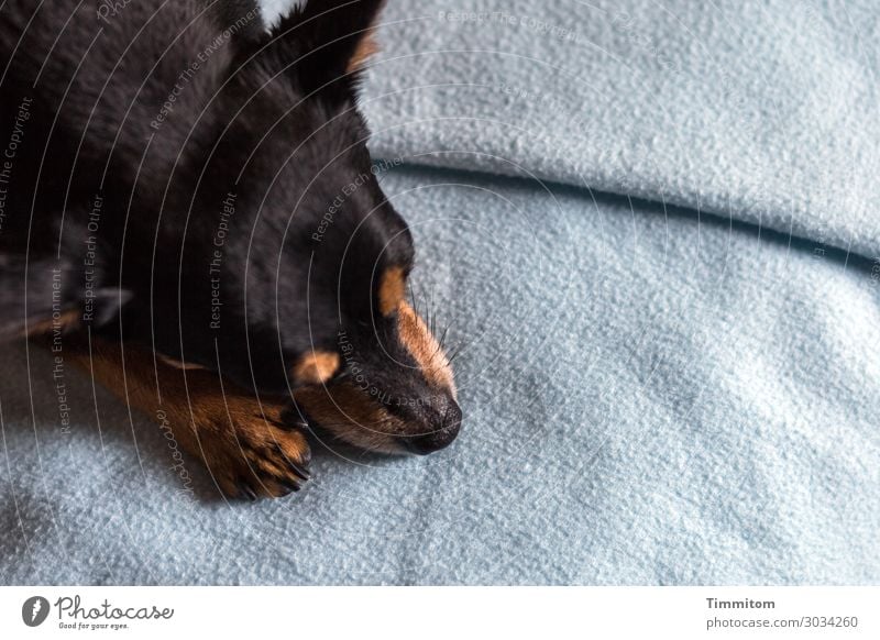 Der kleine Freund Tier Hund Tiergesicht Krallen Pfote 1 Decke liegen warten blau braun schwarz Gefühle Tierliebe Halbschlaf Farbfoto Innenaufnahme Menschenleer