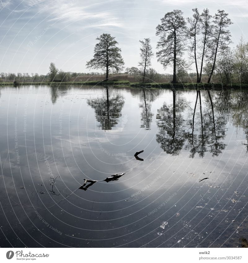 Der Stand der Dinge Umwelt Natur Landschaft Pflanze Luft Wasser Himmel Wolken Horizont Frühling Schönes Wetter Baum Gras Sträucher Seeufer stehen Wachstum