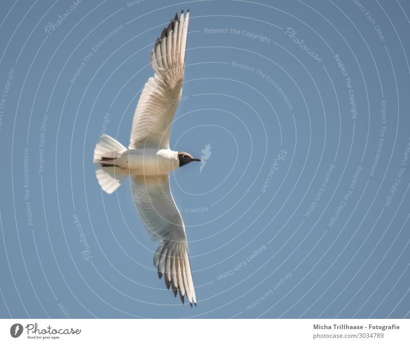 Fliegende Lachmöwe Natur Tier Himmel Sonnenlicht Schönes Wetter Wildtier Vogel Tiergesicht Flügel Möwe Feder gefiedert Schnabel 1 fliegen Blick nah natürlich