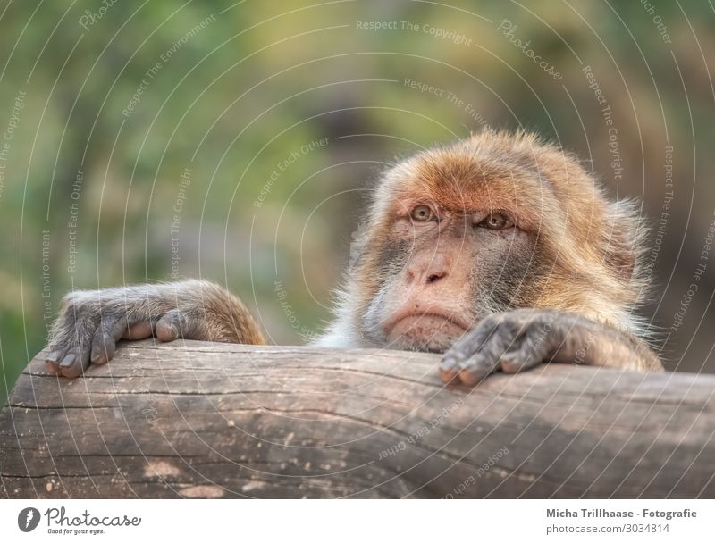 Neugierig schauender Berberaffe Natur Tier Sonnenlicht Schönes Wetter Wildtier Tiergesicht Fell Berberaffen Affen Auge Nase Maul Pfote Finger 1 beobachten Blick