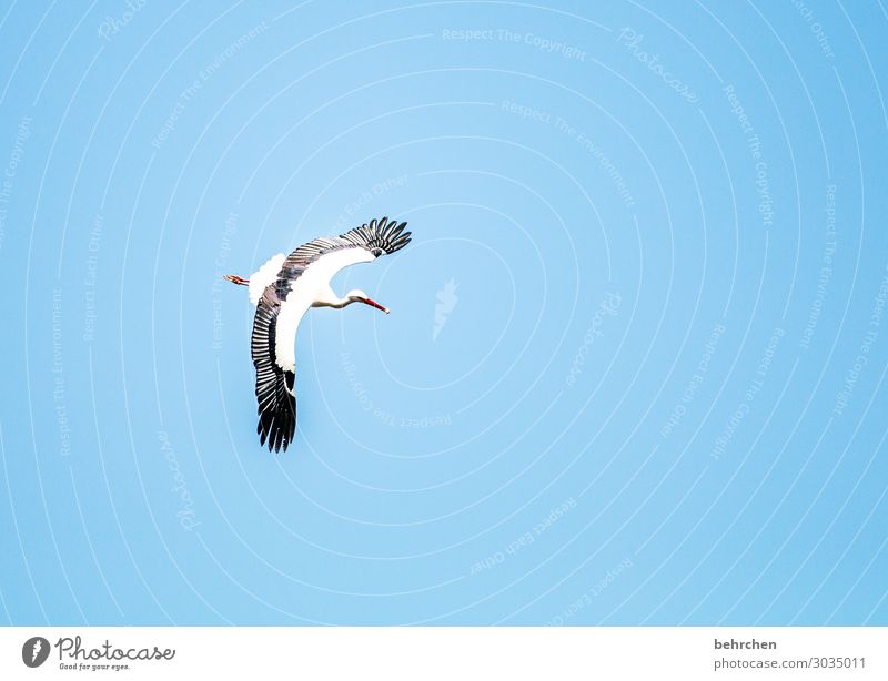 schnellimbiss Himmel Wildtier Vogel Flügel Storch Feder Schnabel Küken fliegen Fressen außergewöhnlich fantastisch schön blau schwarz weiß Freiheit Ferne oben