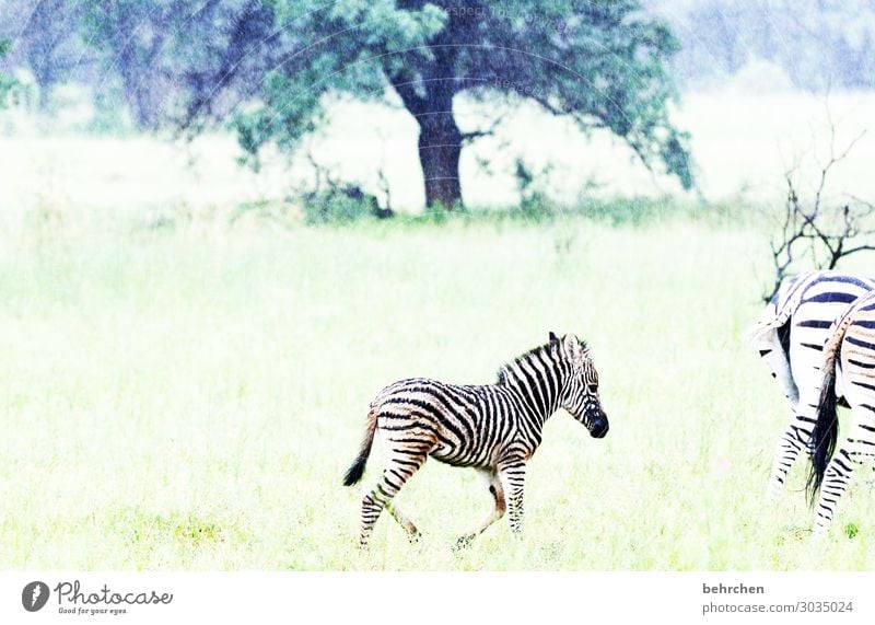 wartet auf mich... Ferien & Urlaub & Reisen Tourismus Ausflug Abenteuer Ferne Freiheit Safari Wildtier Tiergesicht Fell Zebra Tierjunges Tierfamilie