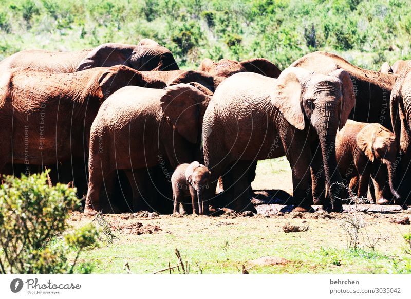 blaskapelle Ferien & Urlaub & Reisen Tourismus Ausflug Abenteuer Ferne Freiheit Safari Wildtier Tiergesicht Elefantenhaut Rüssel Herde Tierjunges Tierfamilie