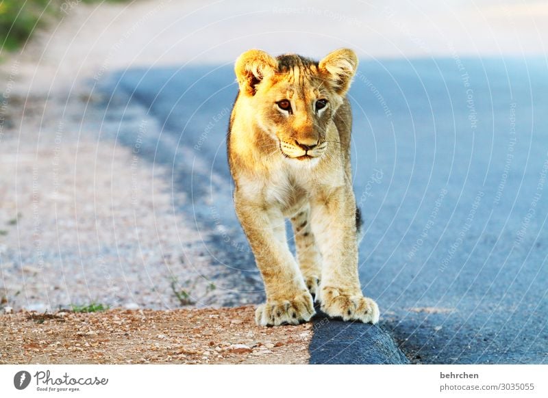 kuscheltier | löwenkind Tierbaby Kind Südafrika addo Safari Wildtier Ferien & Urlaub & Reisen Tierporträt Abenteuer Tourismus Natur Freiheit Ferne Ausflug